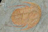 Hamatolenus Trilobite With Pos/Neg - Tinjdad, Morocco #130408-1